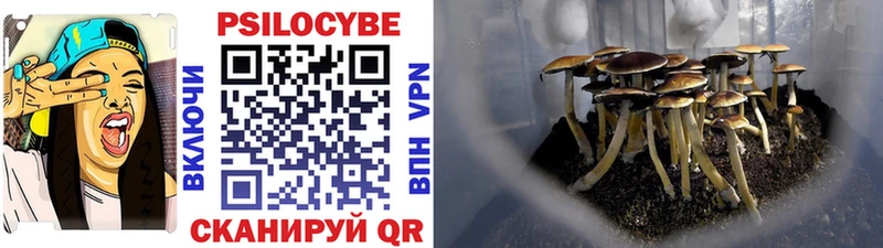 Псилоцибиновые грибы Psilocybe  Купить где  Высоцк 